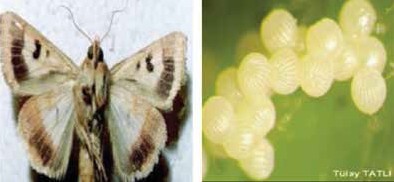 Yeşilkurt ergini ve yumurtası